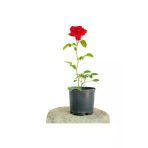 Yerli Üretim Fidan Kırmızı Gül Fidanı 10-20 Cm