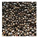 YERLİ UZUN-ENLİ ERKEN SIRIK FASULYE TOHUMU 100 GR (ALACALI)
