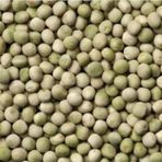 Yerli Yem Bezelyesi Tohumu (Külür) 100 gr