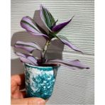 Yeşil Beyaz Telgraf Çiçeği Fidanı 10-20 cm