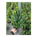 Yeşil Canlı Taflan Çiçeği Saksılı 1 Adet 25-40CM (Euonymus Japonicus)