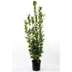 Yeşil Defne Fidanı Tüplü 50 -80 Cm
