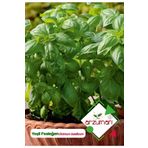 Yeşil Fesleğen - Yeşil Reyhan (ocimum Basilicum) Çiçek Tohumu 100 Adet