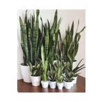 Yeşil Kılıç Bitkisi 40-60cm 1 Adet Saksıda