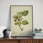Yeşil Kızılağaç Bitkisi Sanatsal poster 50x70 cm HBA038
