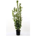 Yeşil Laurus Nobilis Defne Fidanı 20-30 Cm