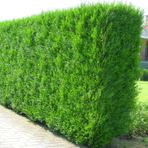 YEŞİL MAZI FİDANI 3 ADET - ÇİT BİTKİSİ ( Thuja Orientalis )