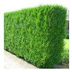 YEŞİL MAZI FİDANI 5 ADET - ÇİT BİTKİSİ ( Thuja Orientalis )
