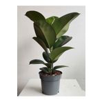 Yeşil Parlak Yapraklı Kauçuk Çiçeği 1 Adet Saksılı 20-45Cm (Ficus Elastica), SRD1322025BYB01