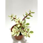 Yeşil Portulaca Afra Variegata Sukulent Bitkisi