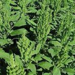 Yeşil Renkli Amaranthus(Horoz İbiği) Çiçeği Tohumu(50 tohum)