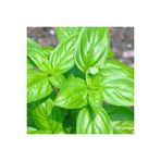 Yesil Reyhan/Feslegen Tohumu 100 Adet