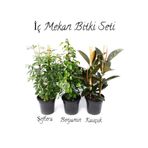 Yeşil Şeflera 2'li Dikim 40-60cm-yeşil Benjamin-kauçuk 2'li Salon Ofis Çiçek Seti