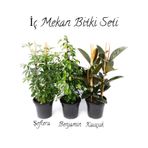 Yeşil Şeflera 2'li Dikim-yeşil Benjamin-kauçuk 2'li Salon Ofis Çiçek Seti