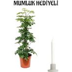 Yeşil Şeflera Bitkisi Sevgililer Gününe Özel Mumluk Hediyeli Salon Bitkisi
