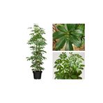 Yeşil Şeflera Tek Dallı Salon Bitkisi Schefflera 70-80 Cm İç Mekan Bitkisi, SRD30012025BYB390