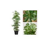 Yeşil Şeflera Tek Dallı Salon Bitkisi Schefflera 70-80 Cm İç Mekan Bitkisi, SRD415