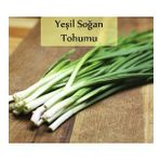 Yeşil Soğan Tohumu 1 Paket (10Gr=2000+ Adet) Taze Soğan Tohumu