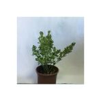 Yeşil Taflan Fidanı 20-40 Cm