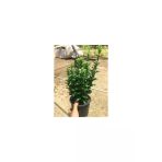 Yeşil Taflan Fidanı - Euonymus Japonıcus 10-20 Cm