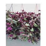 Yeşil Telgraf Çiçeği Alacalı 1 Adet Makrome Saksılı 30-50cm Salon Çiçeği