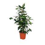 Yeşil Yapraklı Canlı Ev ofis Salon Bitkisi 30-60cm Ficus Benjamina