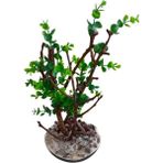 Yeşilada Yapay Bonsai Ağacı 40 cm Boy Japon Ağacı Minyatür Bonzai Ağaç Çiçek