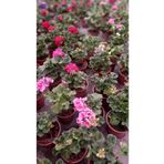 YEŞİLİMARKET Sardunya Çiçeği 3 Adet {sürpriz Karışık Renk} 13cm.lik Saksıda
