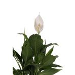 YEŞİLİMARKET Spatifilyum Çiçeği- Barış (yelken) Çiçeği 40-50 Cm 14cm Saksıda