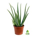 yeşilsera Aloe Vera Bitkisi-40 cm