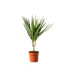 yeşilsera Dracena Marginata Tekli