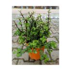 Yeşim Çiçeği Fidanı 10-20 Cm