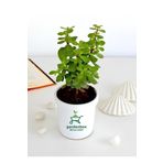 Yeşim Para Çiçeği 1 Adet Dekoratif Canlı Bitki 10-15cm Crassula