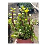 Yeşim (PARA) Çiçeği (10-20CM) 5.5 Saksıda Iç Mekan Bitkisi Balkon Bitkisi