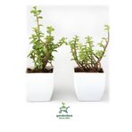 Yeşim Para Çiçeği 2 Adet Dekoratif Canlı Bitki 10-15Cm (Crassula), GDB292624NA37