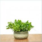 Yetişkin Para Ağacı Bereket Iyi Şans Ve Para Çiçeği Crassula Ovata Özel Beton Saksıda