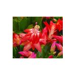 Yılbaşı Çiçeği Fidesi Schlumbergera Mini Sukulent Saksısında Karışık Renkler.