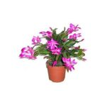 Yılbaşı Kaktüsü Schlumbergera Truncata Christmas Cactus Ev Bitkisi Ofis Bitkisi Salon Bitkisi Kaktüs