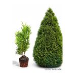 YILDIZ BOTANİK 10 Adet Smaragd Mazı Fidanı Çit Bitkisi Thuja Occidentalis Smaragd Çam Ağacı 20-30 CM