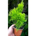 YILDIZ BOTANİK Altuni Smaragd Ağacı Çam Fidanı Hediyelik 15-20 CM