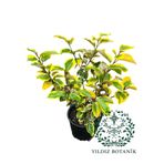 YILDIZ BOTANİK Altuni Yapraklı Süs İğdesi Fidanı Elaeagnus Ebbingei Gilt Edge 40-50 CM