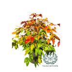 YILDIZ BOTANİK Bodur Renk Değiştiren Cennet Bambusu Çiçeği Nandina Fire Power 30-40 CM