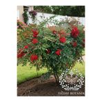 YILDIZ BOTANİK Boncuklu Cennet Bambusu Nandina Domestica Heavenly Bamboo 60-70 CM