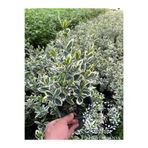 YILDIZ BOTANİK Bravo Taflan Fidanı Çit Bitkisi Euonymus Japonicus Bravo 25-30 CM