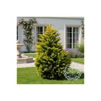 YILDIZ BOTANİK Goldrider Çam Ağacı Altuni Leylandi Fidanı Çit Bitkisi Cupressocyparis Goldrider 30-40 CM