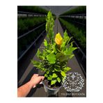 YILDIZ BOTANİK Kokulu Defne Fidanı Aromatik Defne Ağacı Bitkisi Laurus Nobilis 45-60 Cm
