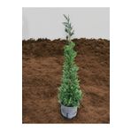 YILDIZ BOTANİK Leylandi Çit Bitkisi Çam Ağacı Fidanı 125-150 CM
