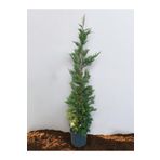 YILDIZ BOTANİK Leylandi Çit Bitkisi Çam Ağacı Fidanı 150-175 CM