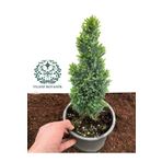 YILDIZ BOTANİK Mavi Elvudi Çam Ağacı Fidanı Elwoodi Süs Bitkisi 25-30 CM
