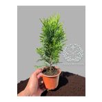 YILDIZ BOTANİK Smaragd Mazı Fidanı Çit Bitkisi Çam Ağacı Hediyelik Fidan 25-30 Cm
